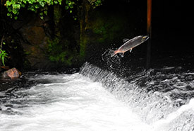 Fish jumping over a cascading river (Photo by Drew Farwell, Unsplash)