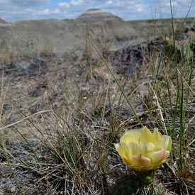 Flowering prickly pear cactus (Photo by Alia Snively/ NCC staff)