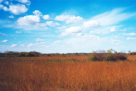 Giant hyssop, tall grass prairie, Manitoba (Photo by NCC)