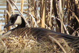 Canada goose (Photo by Denise Harris)