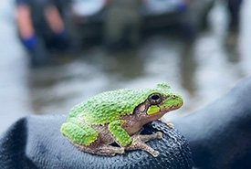 A grey tree frog, found among the phragmites and relocated (Photo by Carolyn Davies/NCC Staff) 