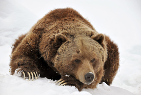 Grizzly bear (Photo by Caroline Henri) 