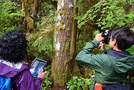 Getting a close up of the old-growth forest at the Gullchucks Estuary conservation area (Photo by NCC)