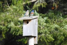 A pair of western bluebirds is spotted in March prospecting for nest boxes at a territory that has not been used by bluebirds since 2013. (Photo by Trudy Chatwin)