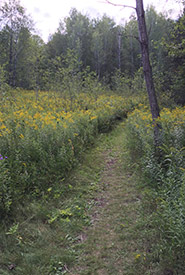 Trimmed path along Goldie Feldman Trail, Happy Valley Forest, ON (Photo by Yoke Wong)