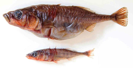 Hadley Lake stickleback (Gasterosteus sp.), benthic top, limnetic bottom. Date 1988 (Photo by D. Tan, beaty Biodiversity Museum, UBC)