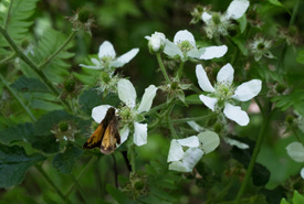 The Happy Valley Forest is carpeted with wildflowers and attracts many species of butterflies (Photo by Evelyn Senyi)
