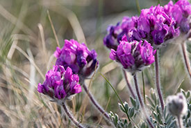 Hare-footed locoweed (Photo by Kayleigh Weaver/NCC staff)