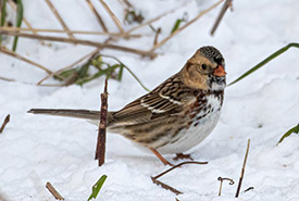 Harris's sparrow (Photo by Mhairi McFarlane/NCC staff)