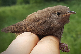 House wren (Photo by NCC)