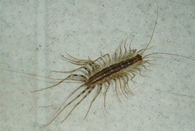 House centipede (Photo from Wiki Commons) 