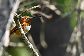 Rufous hummingbird, Johnson's Mills, NB (Photo by Jordan Myles/NCC)