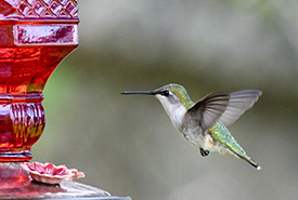 Colibri, Johnson's Mills, N.-B. (Photo de Jordan Myles/CNC)