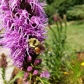 Hunt's bumblebee visiting liatris (Photo by Sarah Ludlow)