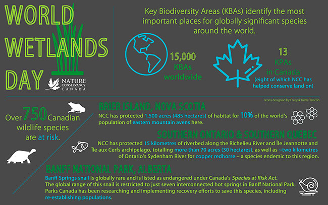 Wetland facts (Infographic by NCC)