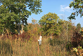 Conservation Volunteers collecting seeds (Photo by NCC)