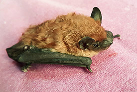 A big brown bat 