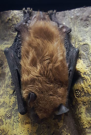 A big brown bat in torpor. Torpor is like a daily, smaller-scale version of hibernation. (Photo by NCC)