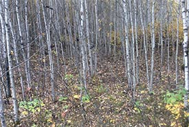 Dense areas of aspen stems spring up when the soil changes (Photo by NCC)