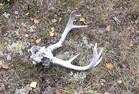 Sun bleached deer skull in the middle of a grassy part of the forest (Photo by NCC)