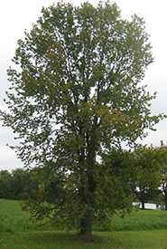 Rock elm tree leafed out (Photo by Bill Moses)