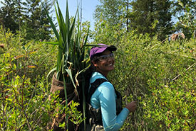 Hauling out invasive phragmites that were removed on an NCC property. (Photo by NCC)
