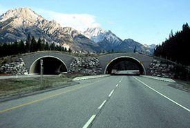 Trans-Canada Highway in Alberta, Canada, in the Banff National Park, between Banff and Lake Louise. (Photo by Qyd via Wikimedia Commons)