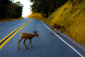 Deer crossing road (Photo by Steven Coffey on Unsplash)