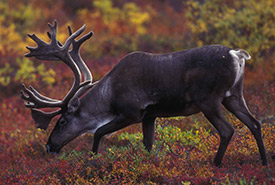 Caribou grazing with autumn foliage in the background (Photo by Bauer, Erwin and Peggy, U.S. Fish and Wildlife Service via Wikimedia Commons. Public Domain)