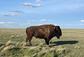 An old bison bull (Photo by NCC)