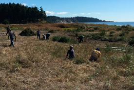 Volunteers at the Broom Bash event on James Island, BC (Photo by Ann MacDonald)