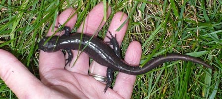 Jefferson's salamander (Photo by Dr. Henry Barnett)