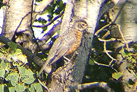 Juvenile American robin (Photo by Sarah Ludlow/NCC staff)