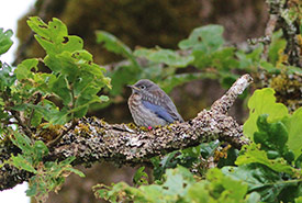 A juvenile western bluebird rests in a Garry oak tree just days after fledging. (Photo by R. Hetschko/GOERT)