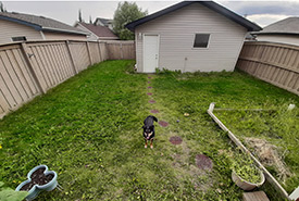 My dog, Kahlua, in her new backyard (Photo by Carys Richards/NCC staff) 