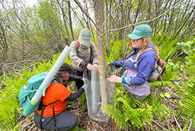 Kayla, Olivia and Jen caging a black ash tree (Photo by Julia Ball/NCC)