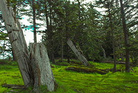 The K'uuna Llnagaay (Skedans) village site and monumental poles, a Haida Heritage Site I visited with Haida Style Expeditions. (Photo by Janel Saydam)