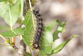 Une spongieuse peut dévorer 1 mètre carré de feuilles en une saison (Photo de Paul Prior, CC BY 4.0)