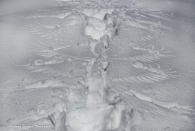 Have you ever seen an owl's snow angel? (Photo by Jaimee Dupont/NCC staff)