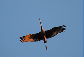 Sandhill crane flyover (Photo by Josh Pickering)