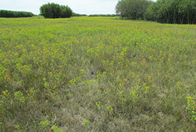 Field with leafy spurge (Photo by NCC)