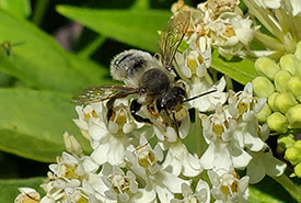 Megachile (leafcutter, mortar, and resin) bee on swamp milkweed (Photo by Sarah Ludlow)
