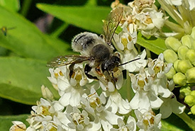 Mégachile sur un plant d'asclépiade incarnate (Photo de Sarah Ludlow)