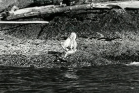 Mermaid on Mayne Island, BC, 1967 (Photo by Times Colonist) 