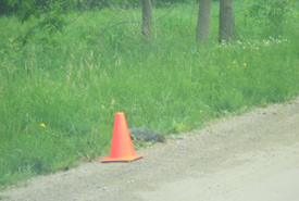 My pylons warn oncoming traffic of the presence of turtles! (Photo by NCC)