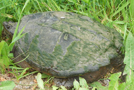 Grumpy girl snapping turtle measuring at least 30 centimetres from head to tail (Photo by NCC)