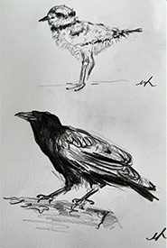 Sketches of a common raven and young killdeer during our trip, by Mirabai Alexander, NCC’s conservation biologist for northwestern Ontario. (Photo by Mirabai Alexander/NCC staff)