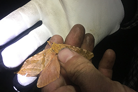One of many moths we caught. The gloves are for the bats, not the moths. (Photo by NCC) 