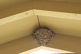 Mud cup of a barn swallow (Photo by Sarah Ludlow/NCC staff)