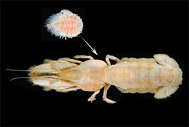 The parasite attaches to the gills of its host – here, a blue mud shrimp. (Florida Museum photo by Amanda Bemis and Gustav Paulay)